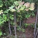 Sassafras albidum habit picture by Eli Small (cc-by-sa)