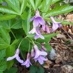 Cardamine pentaphyllos flower picture by Wolfgang Scholz (cc-by-sa)