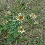 Carlina biebersteinii flower picture by Alexander Baransky (cc-by-sa)