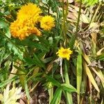 Coreopsis grandiflora habit picture by Boumlik Messaïli (cc-by-sa)