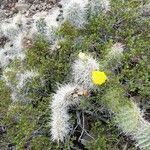 Opuntia sulphurea habit picture by Trap Hers (cc-by-sa)