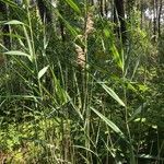 Phragmites australis habit picture by bernard fabier (cc-by-sa)