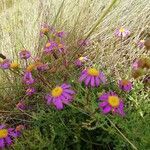 Senecio elegans flower picture by brois (cc-by-sa)