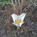 Calochortus nuttallii flower picture by Mira Mammad (cc-by-sa)