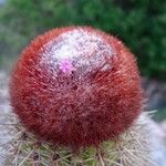 Melocactus intortus flower picture by christiane Fazer (cc-by-sa)