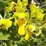 Calceolaria teucrioides flower picture by Trap Hers (cc-by-sa)