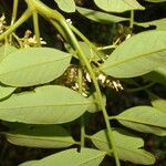 Dalbergia glomerata leaf picture by Nelson Zamora Villalobos (cc-by-nc)