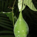 Passiflora lobata fruit picture by Nelson Zamora Villalobos (cc-by-nc)