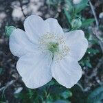 Carpenteria californica flower picture by Elle Dimitrivich (cc-by-sa)