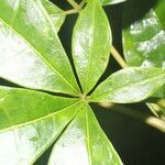 Jacaratia dolichaula leaf picture by Nelson Zamora Villalobos (cc-by-nc)