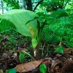 Arum italicum habit picture by Jean-Francois Julien (cc-by-sa)