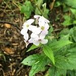 Hesperis matronalis flower picture by Haddon Jacob (cc-by-sa)