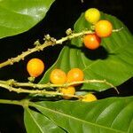 Allophylus psilospermus fruit picture by Nelson Zamora Villalobos (cc-by-nc)