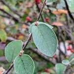 Cotoneaster tomentosus leaf picture by manuseitz (cc-by-sa)