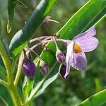 Solanum glaucophyllum flower picture by Trap Hers (cc-by-sa)