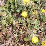 Centaurea sicula habit picture by Martin Bishop (cc-by-sa)