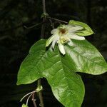 Passiflora lobata flower picture by Nelson Zamora Villalobos (cc-by-nc)