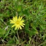 Pyrrhopappus pauciflorus flower picture by Lili Brant (cc-by-sa)