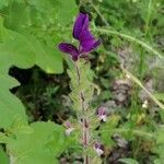 Salvia viridis flower picture by babalos stefanos (cc-by-sa)