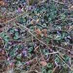 Cyclamen purpurascens habit picture by Ernst Fürst (cc-by-sa)