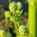 Eryngium pandanifolium flower picture by Trap Hers (cc-by-sa)