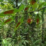 Nematanthus fritschii habit picture by Renato Lima (cc-by-nc-sa)