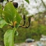 Alnus cordata leaf picture by Malinverno Mario (cc-by-sa)