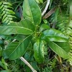 Danais fragrans leaf picture by Matthieu Gebus (cc-by-sa)