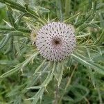 Cirsium eriophorum fruit picture by Hugo Hrst (cc-by-sa)