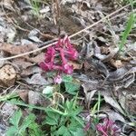 Corydalis cava flower picture by Antje Allner (cc-by-sa)