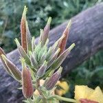 Oenothera glazioviana leaf picture by evert vermander (cc-by-sa)