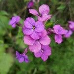 Lunaria annua flower picture by Vallade Vallade (cc-by-sa)