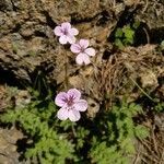 Erodium rupicola flower picture by manuelmm (cc-by-sa)