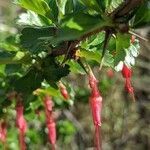 Ribes speciosum flower picture by Kyle Ricio (cc-by-sa)