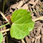 Parthenocissus tricuspidata leaf picture by Lisa J (cc-by-sa)