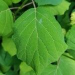 Hydrangea arborescens leaf picture by Ryan Fellows (cc-by-sa)