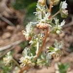 Reseda phyteuma habit picture by Yoan MARTIN (cc-by-sa)