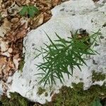 Galium aristatum leaf picture by Sara Musmeci (cc-by-sa)