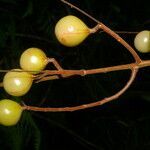 Meliosma depressiva fruit picture by Nelson Zamora Villalobos (cc-by-nc)