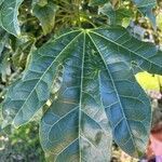 Brachychiton acerifolius leaf picture by Anton Johnston (cc-by-sa)