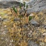 Diplostephium eriophorum habit picture by Fabien Anthelme (cc-by-sa)