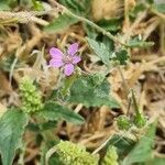 Erodium laciniatum flower picture by Max Haidvogl (cc-by-sa)