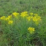 Bulbine abyssinica habit picture by susan brown (cc-by-sa)