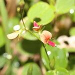 Calopogonium mucunoides flower picture by Nelson Zamora Villalobos (cc-by-nc)