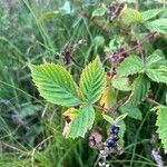 Rubus bertramii leaf picture by Nienaber Justin (cc-by-sa)