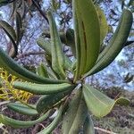 Vochysia tucanorum leaf picture by Senger Mario (cc-by-sa)