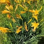 Hemerocallis lilioasphodelus habit picture by Dieter Albrecht (cc-by-sa)