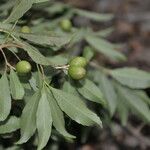 Elaeodendron xylocarpum fruit picture by Nelson Zamora Villalobos (cc-by-nc)