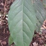 Posoqueria latifolia leaf picture by Venegas-Elizondo Carlos (cc-by-sa)