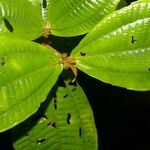 Miconia approximata leaf picture by Nelson Zamora Villalobos (cc-by-nc)